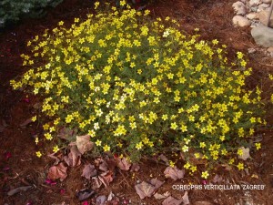 Coreopsis vertic. 'Zagreb'